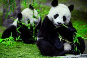 大熊猫为什么那么稀有